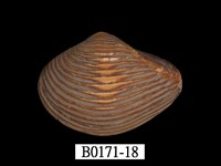 藏品(厚蛤)的圖片